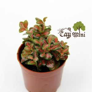 Cay-canh-mini