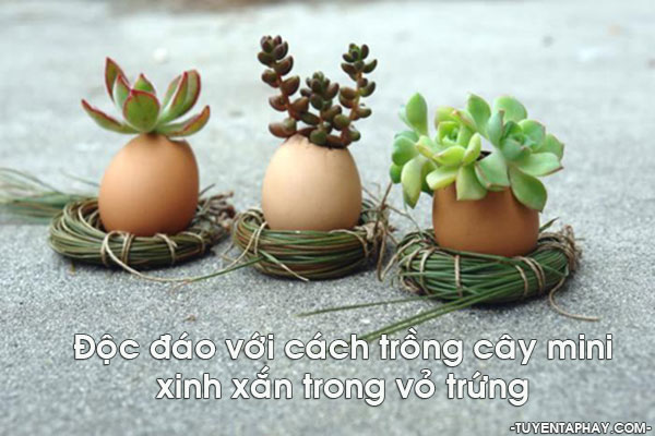 trong-cay-canh-mini-trong-trung